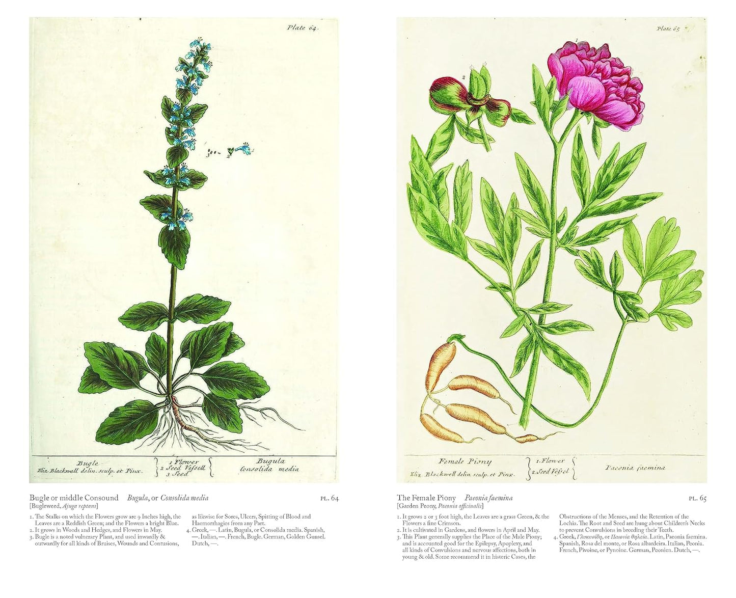 A Curious Herbal