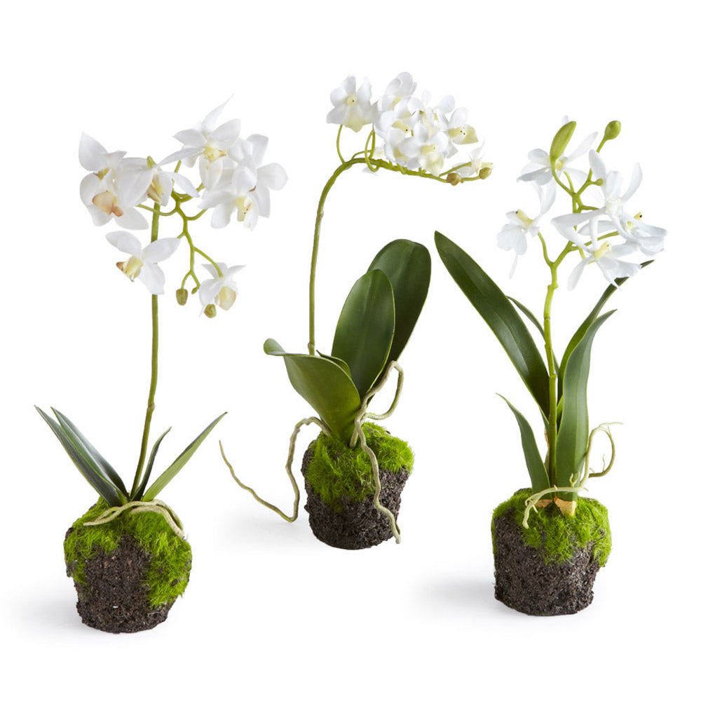 Dendrobium Orchid Drop-Ins 12" D11225
