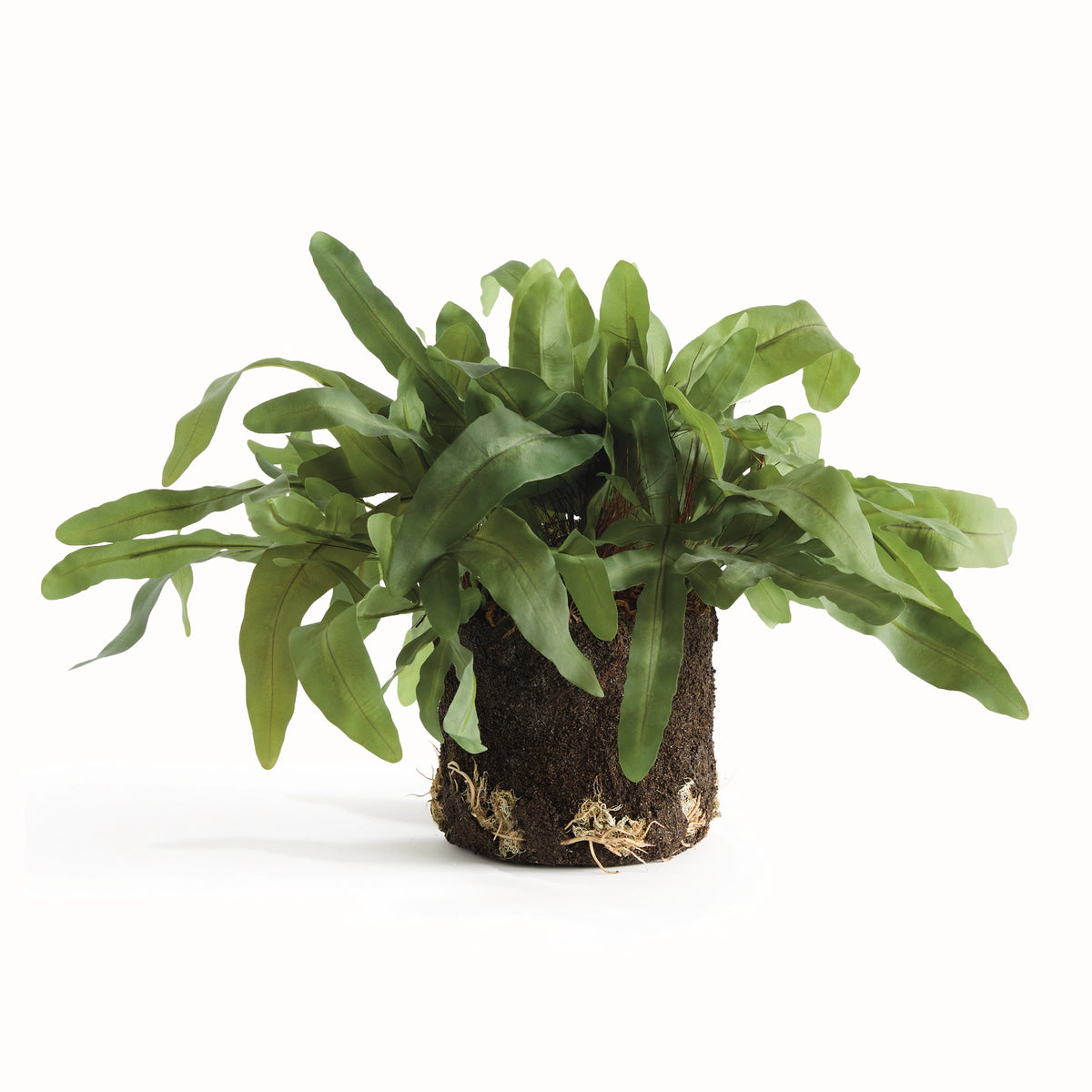 Echeveria Fern Drop-in 13.5" N4CC10