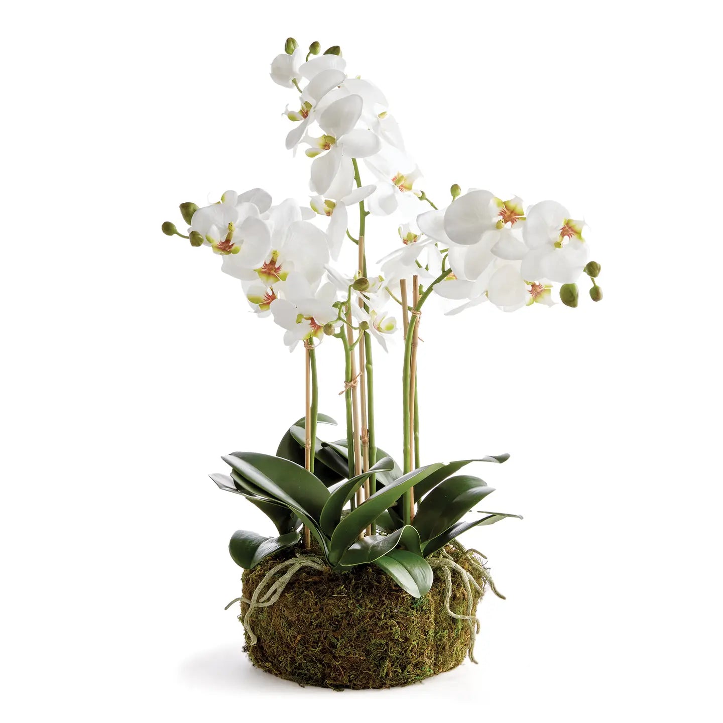 Phalaenopsis Orchid Bowl Drop in 20"