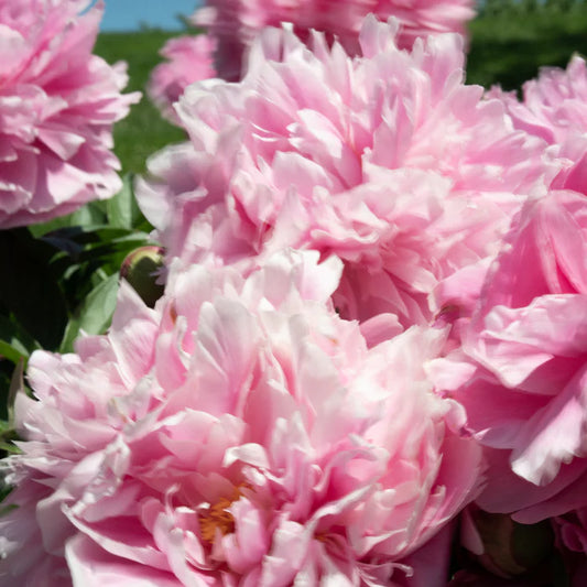 Peony Perfume 7.5ml - 0.25oz