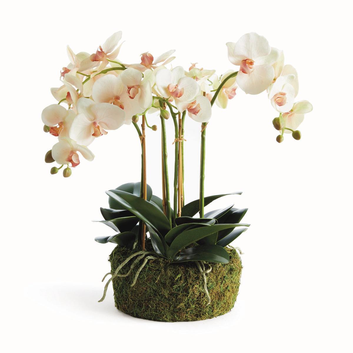 Phalaenopsis Orchid Bowl Drop-in 18.5" N4CC12PKL