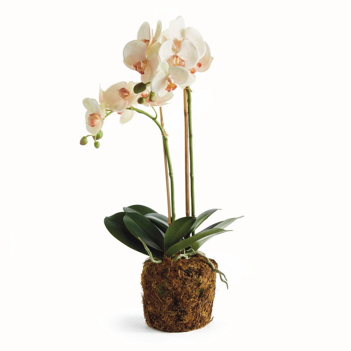 Phalaenopsis Orchid Drop-In 23" N4CC1201PKL