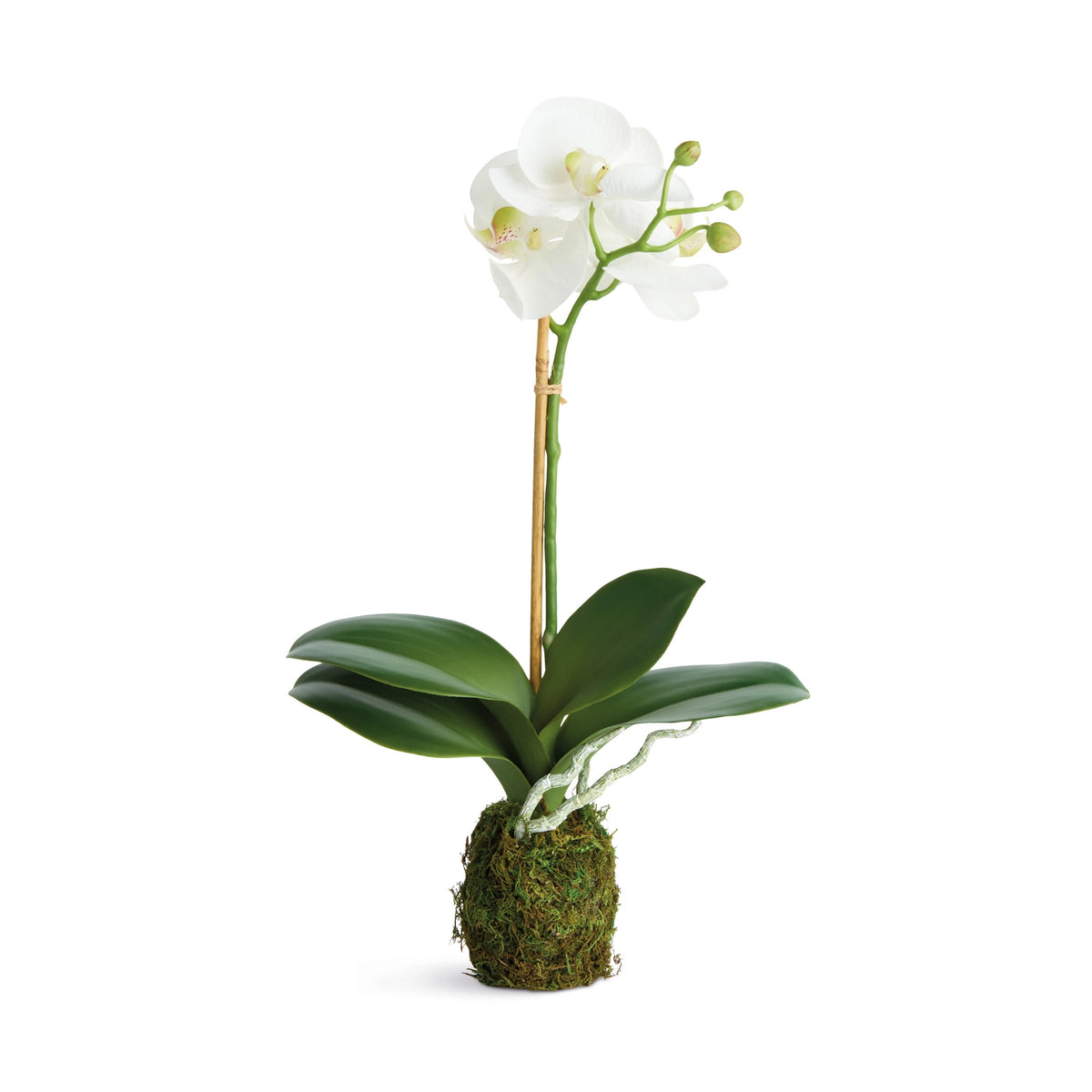Phalaenopsis Orchid Drop-in 15" N6CC75WH