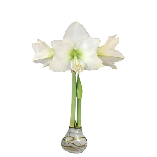 White Amaryllis with Gold Splatter Base