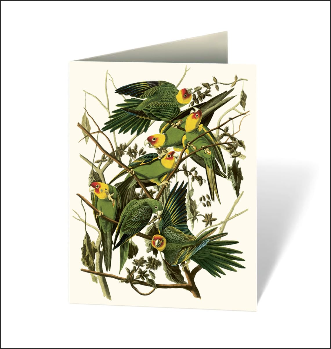Audubon's Birds of America: An Abbeville Notecard Set Cards