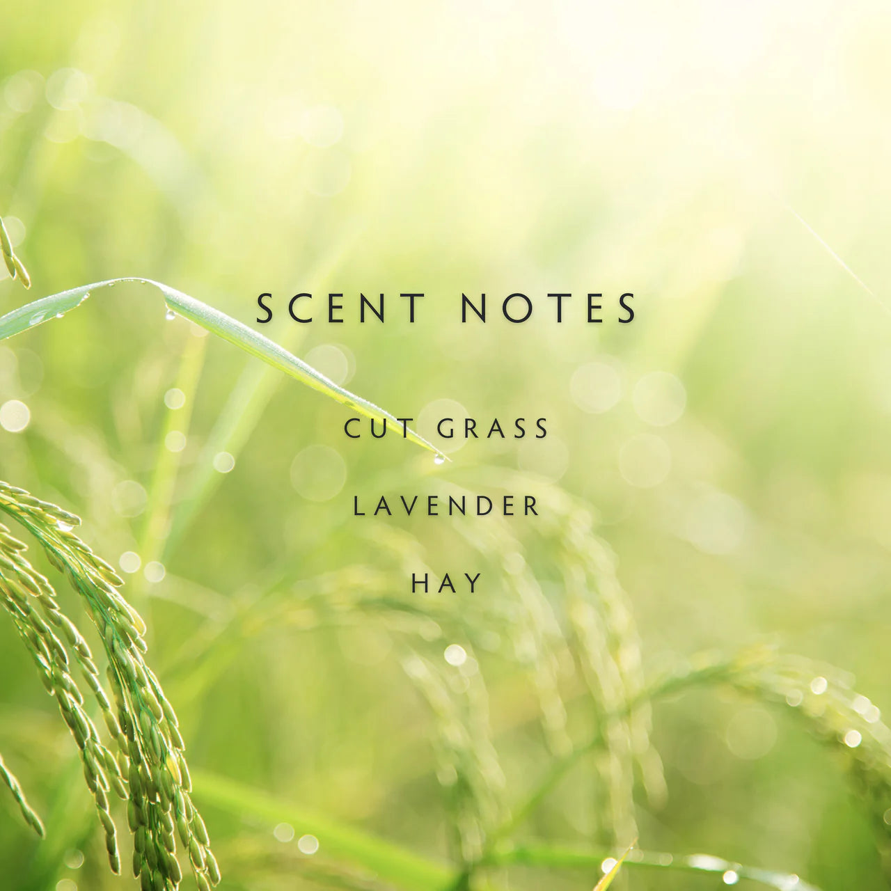 Fields - Cut Grass | Lavender | Hay