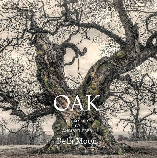 Oak: from Seed to Ancient Tree