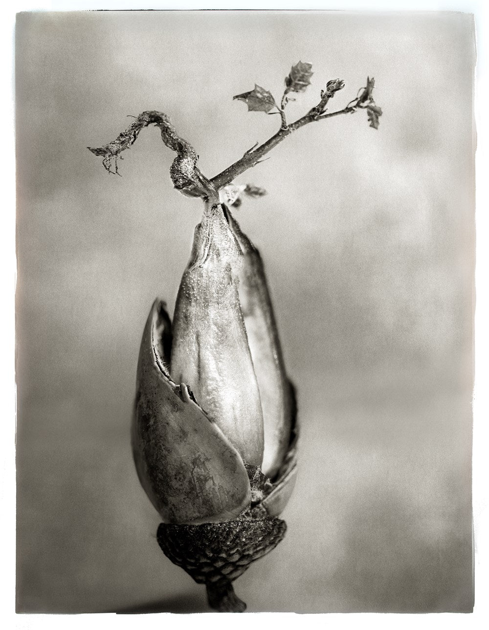Oak: from Seed to Ancient Tree