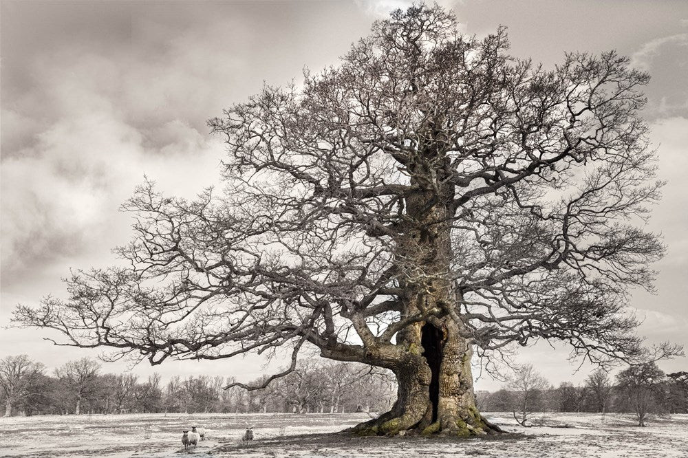 Oak: from Seed to Ancient Tree