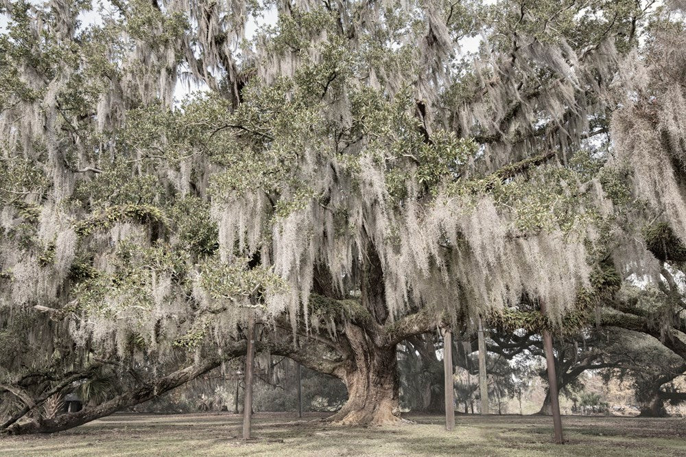 Oak: from Seed to Ancient Tree