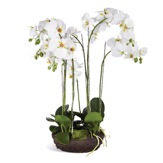 Phalaenopsis Orchid Bowl Drop in 31.5"