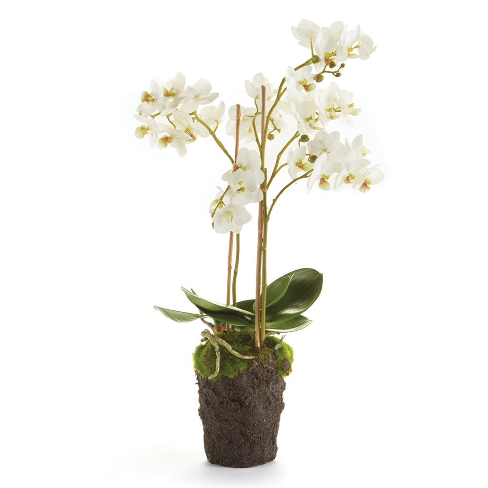 Phalaenopsis Orchid Drop-in 20" K126W
