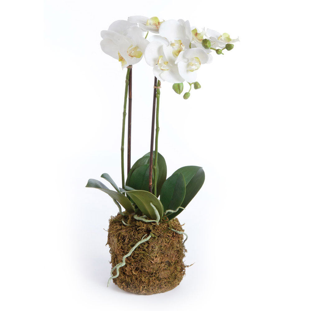 Phalaenopsis Orchid Drop-in 23" D11201