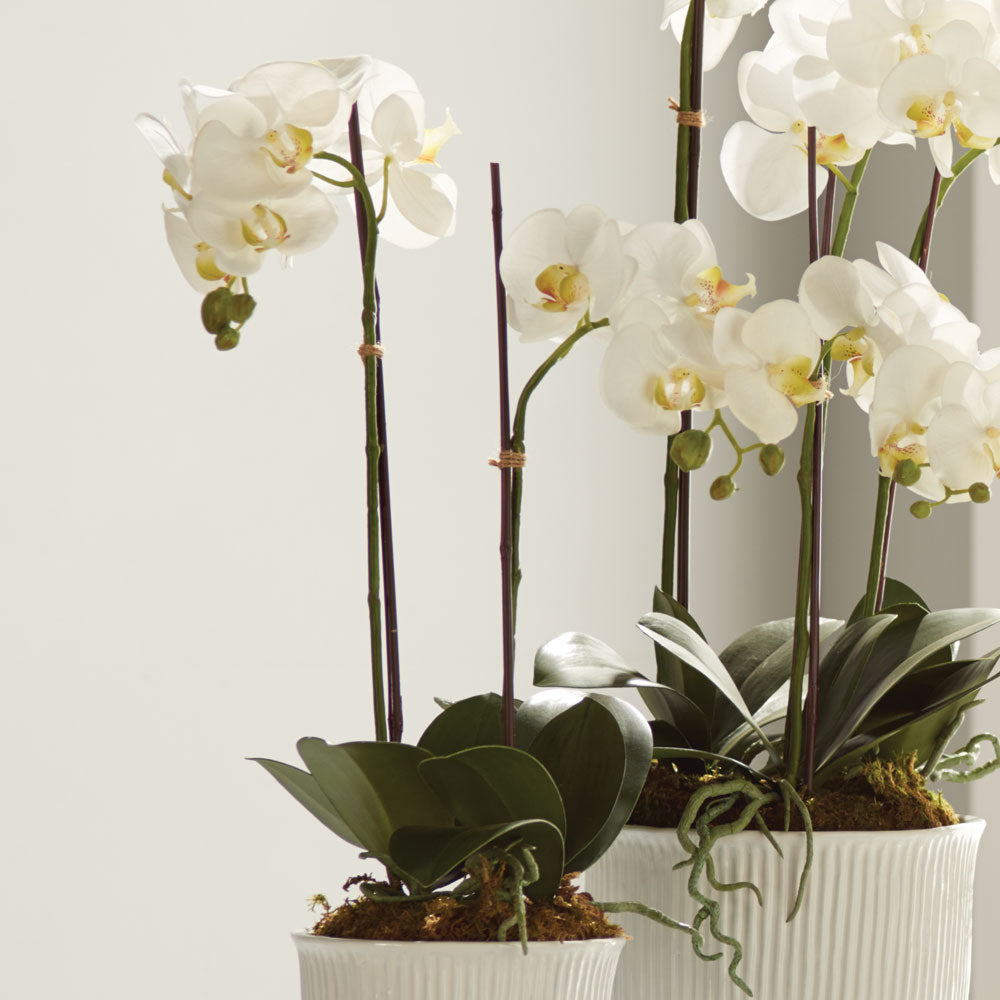 Phalaenopsis Orchid Drop-in 23" D11201