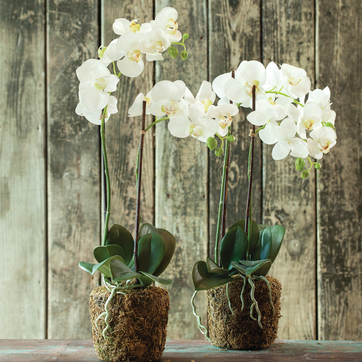 Phalaenopsis Orchid Drop-in 23" D11201