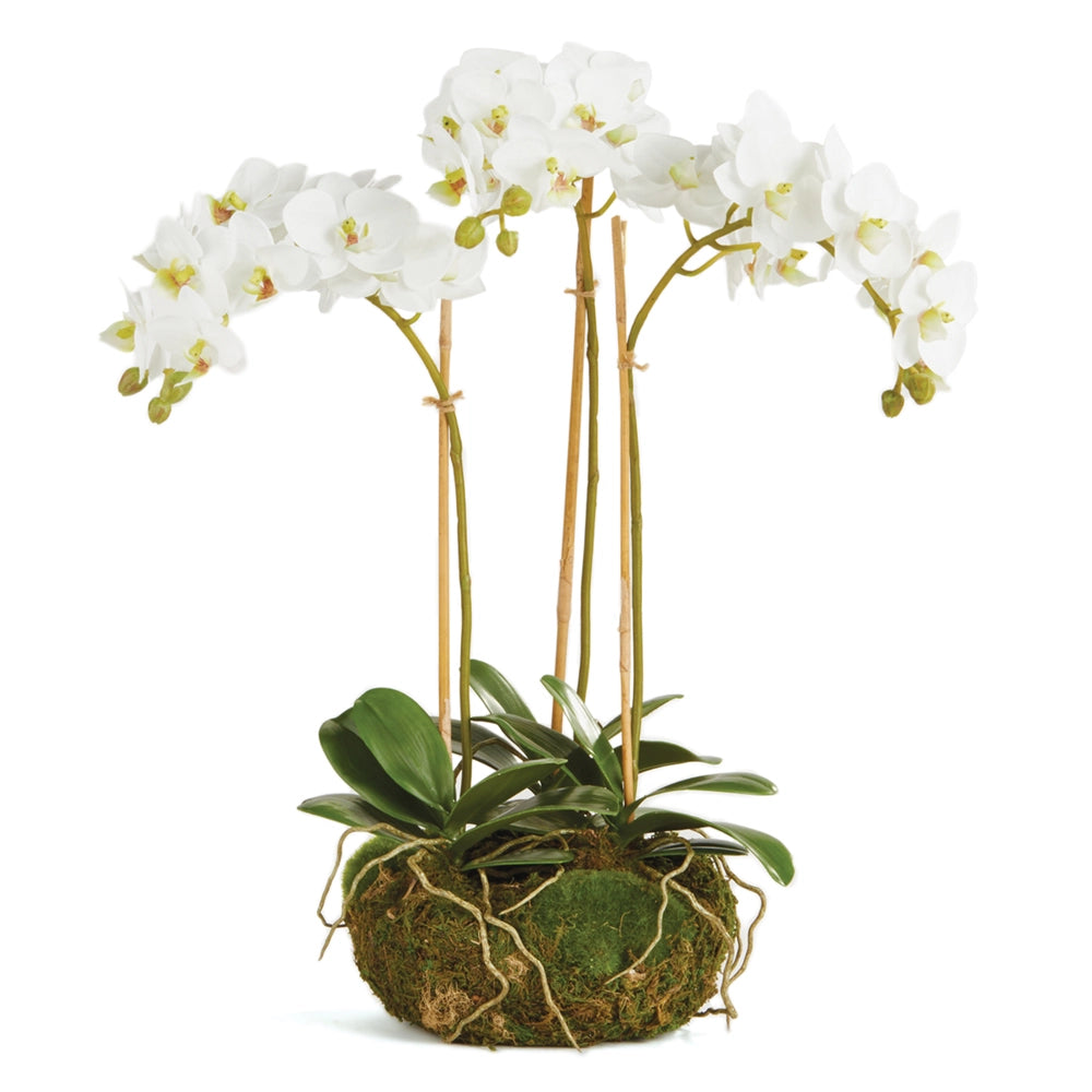 Phalaenopsis Orchid Mini Garden Drop-in 16" | White K129W
