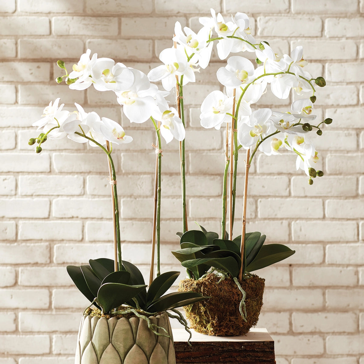 Phalaenopsis Orchid Drop-in 30" | White D11200