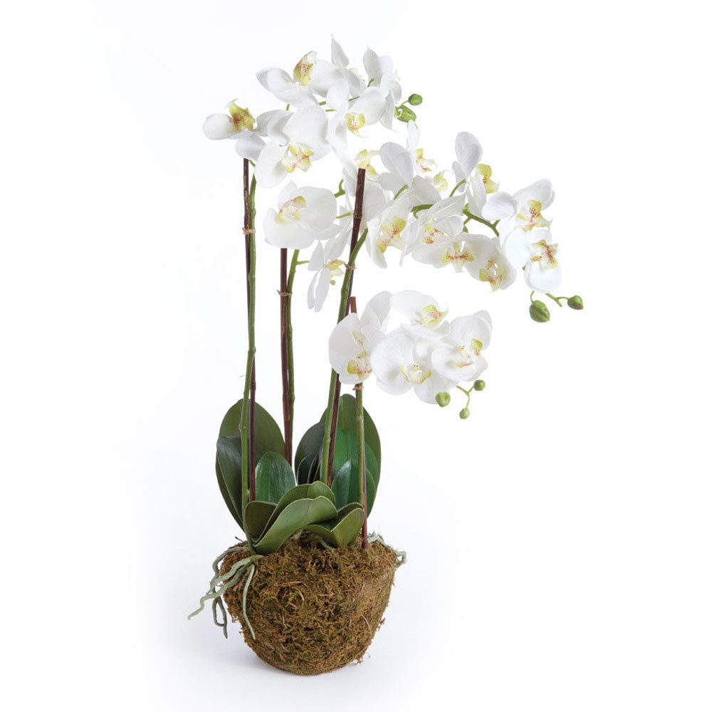 Phalaenopsis Orchid Drop-in 30" | White D11200